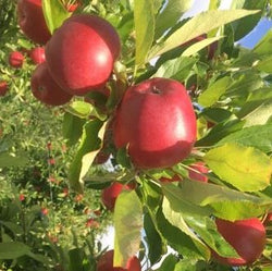 Apples NZ Large Pacific Rose