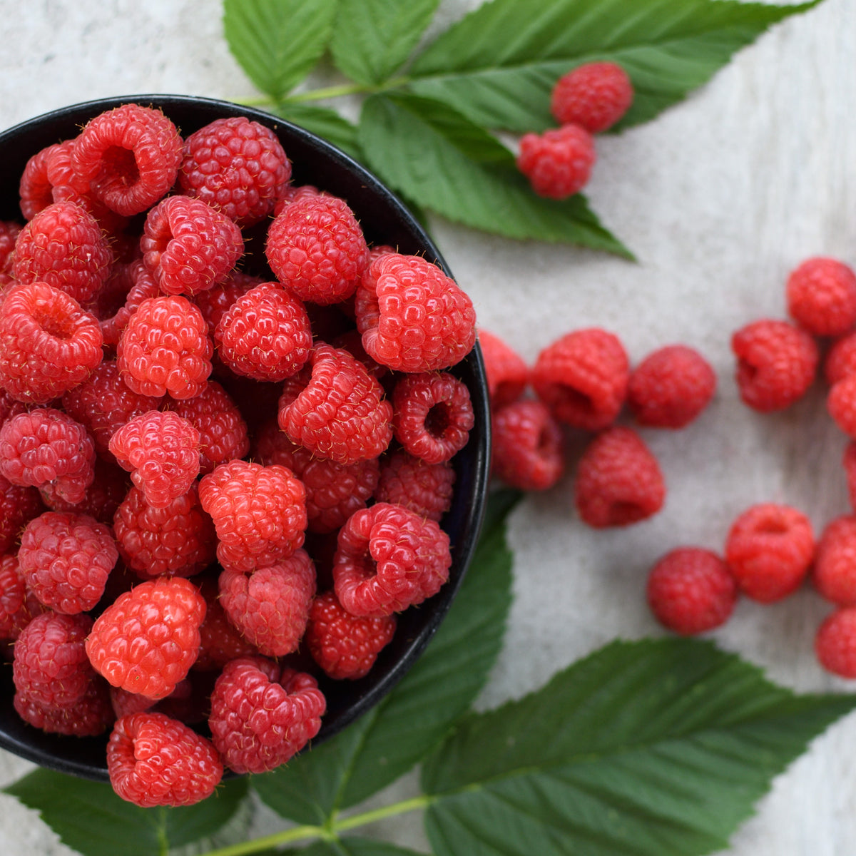Raspberry Fruit Raspberry | Description, Fruit, Cultivation, Types,