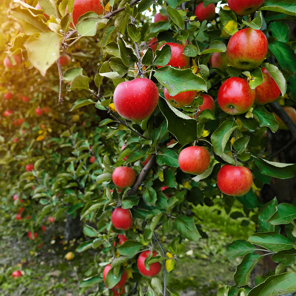 Apples Pacific Beauty New Season NZ 1.5kg bag