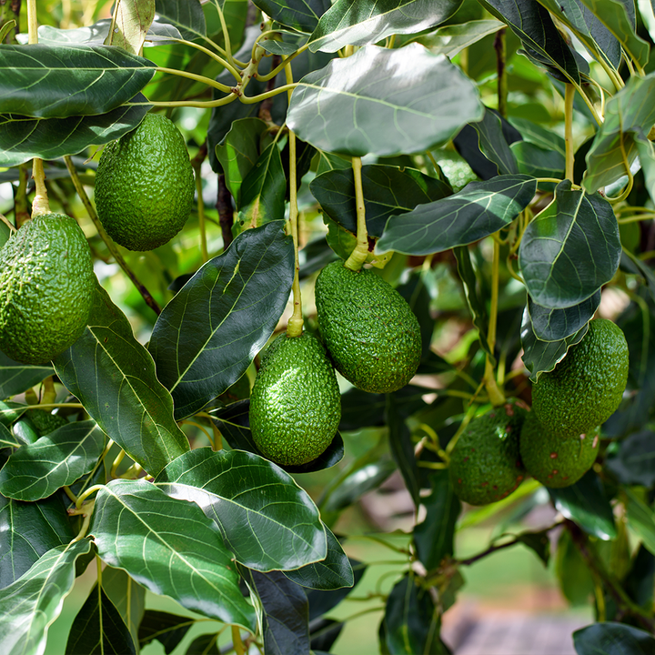 Avocados Hass Tray of 4 NZ