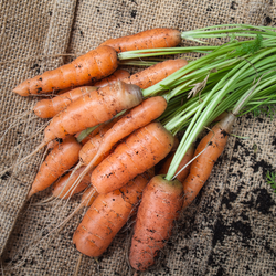 Carrot Baby bunch each NZ