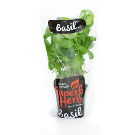 Basil Herb living - Superb Herb Large Pottle NZ