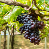 Grapes Seedless Black USA kg