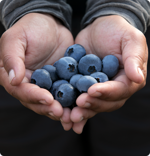 Blueberries NZ Punnet 125g