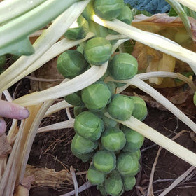 Brussel Sprout 400gm Tray NZ*