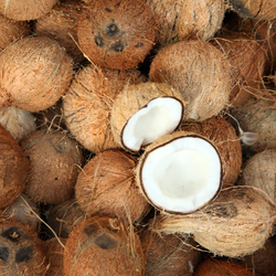 Coconuts Tonga each