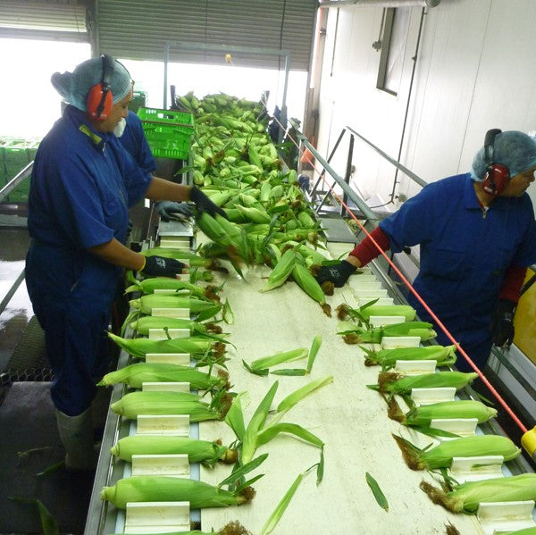 Sweetcorn Each Pouch Leader Brand