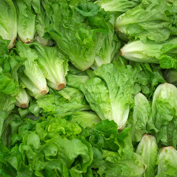 Lettuce Large Cos Single Pack NZ