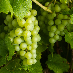 Grapes Green Seedless USA kg