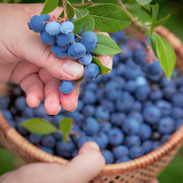 Blueberries Punnet 125G NZ x 2