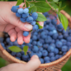 Blueberries NZ Punnet 125g