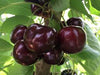 Cherries 1885  (2kg box size 30mm)