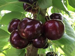 Cherries 1885  (2kg box size 30mm)