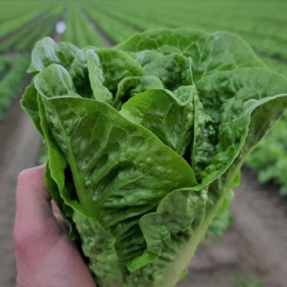 Lettuce Large Cos Single Pack NZ