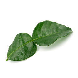 Lime leaves kaffir NZ