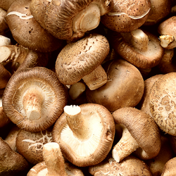 Mushrooms Shiitake 150g tray each NZ