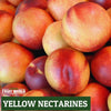 Nectarines - Yellow NZ