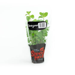 Oregano Herb living - Superb Herb Medium Pottle NZ