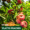 Peaches Donut/Flatto NZ*