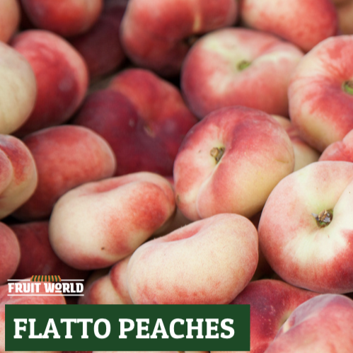 Peaches White Flatto NZ