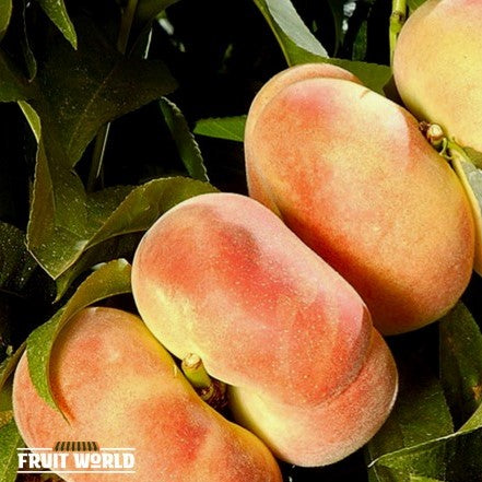 Peaches White Flatto 4-5 Pieces NZ*