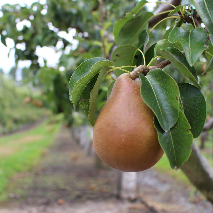 Pears Beurre Bosc NZ*