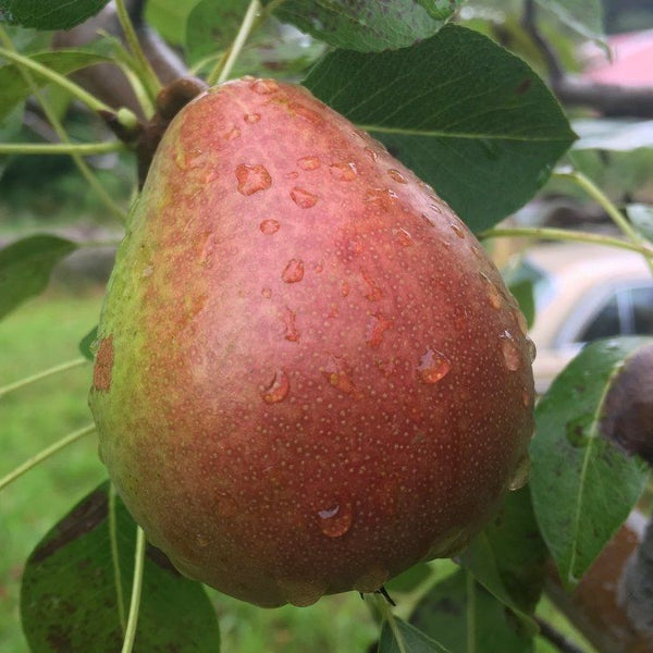 Pears Sugar Pear (Belle Du Jumet ) NZ New Season