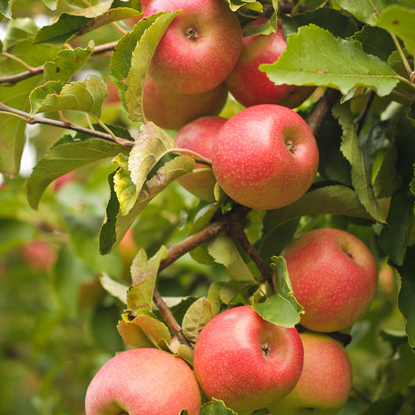 Apples Pink Lady NZ