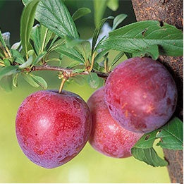 Plums Prime time NZ