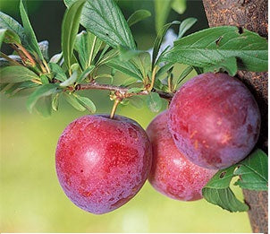 Plums Primetime NZ 800g bag