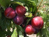 Plums Fortune NZ