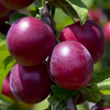 Plums Primetime NZ 800g bag