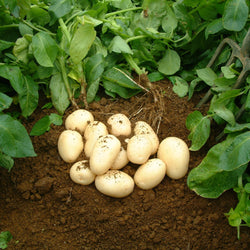 Potatoes White washed loose NZ