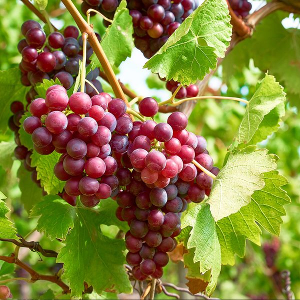 Grapes Red Seedless AUST
