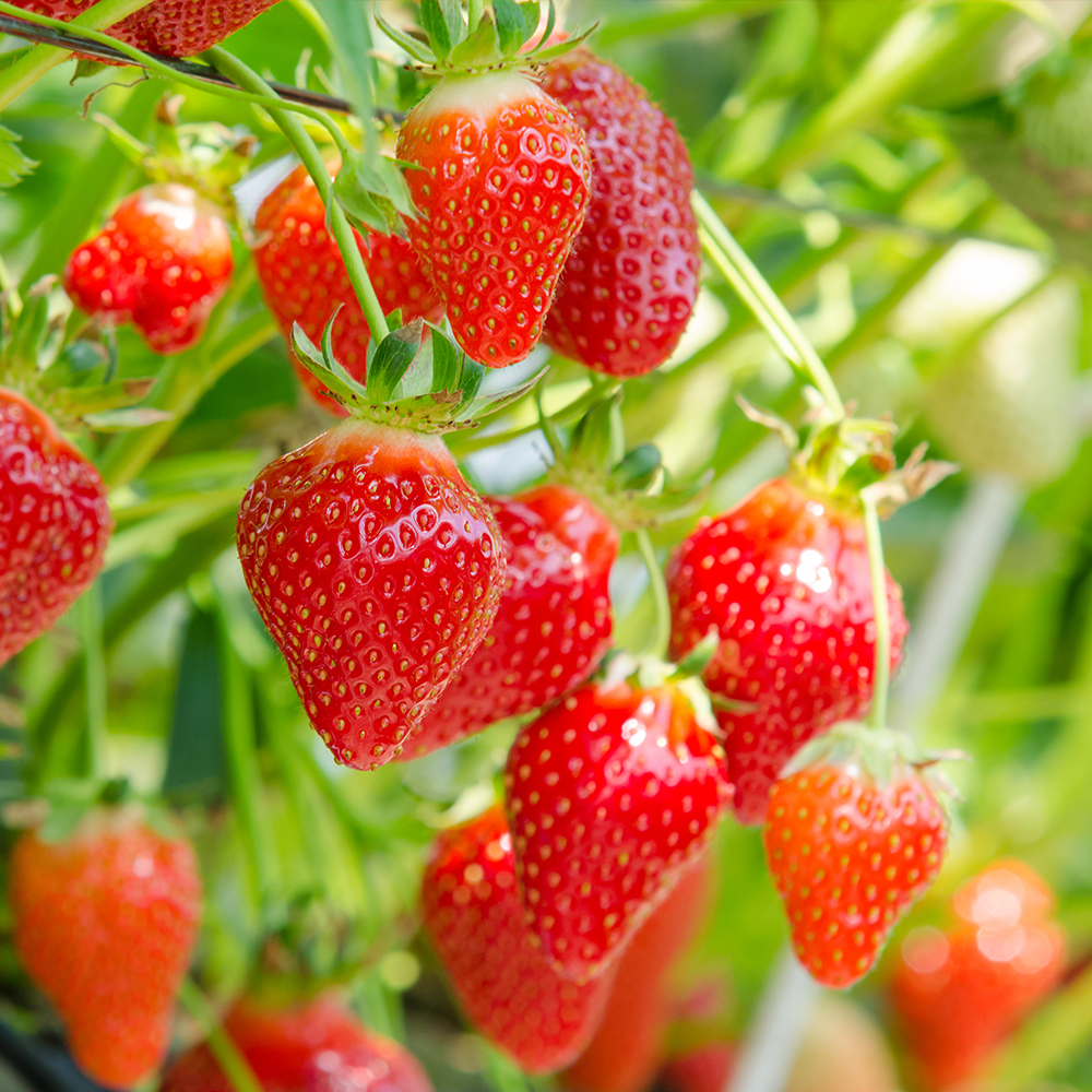 Strawberries 250g Punnets Australian