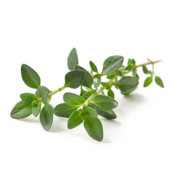 Thyme Herb living - Superb Herb Medium Pottle NZ