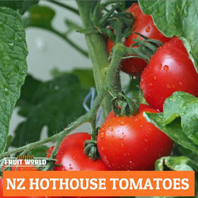 Tomatoes Hothouse NZ