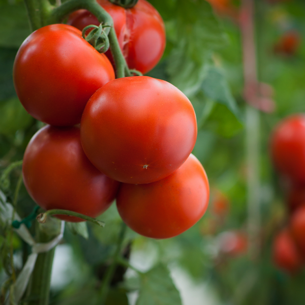 Tomatoes Campari Vine NZ Tray 300g